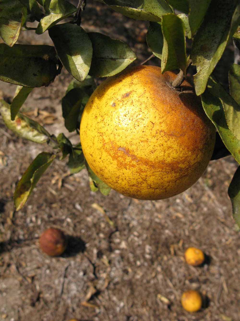            Fruit (Winter Haven, FL)   